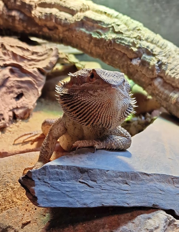 Gringo the Bearded Dragon