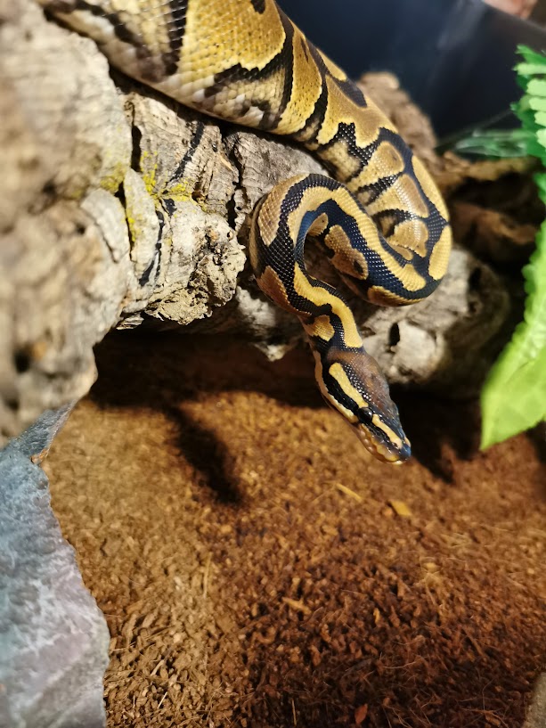 Kasper the Ball Python